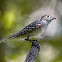 Spot-billed Ground-Tyrant